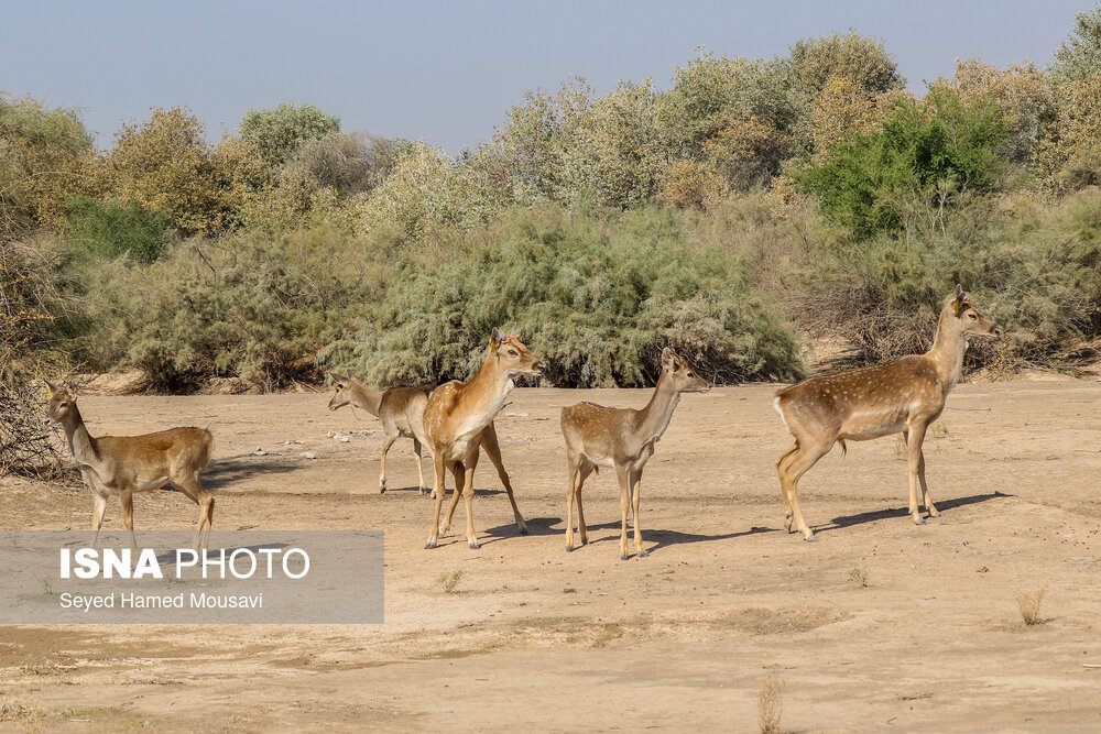 رهاسازی ۶ رأس گوزن زرد ایرانی در پارک ملی دز 