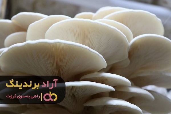 در عرض یک ماه ثروتمند شدم