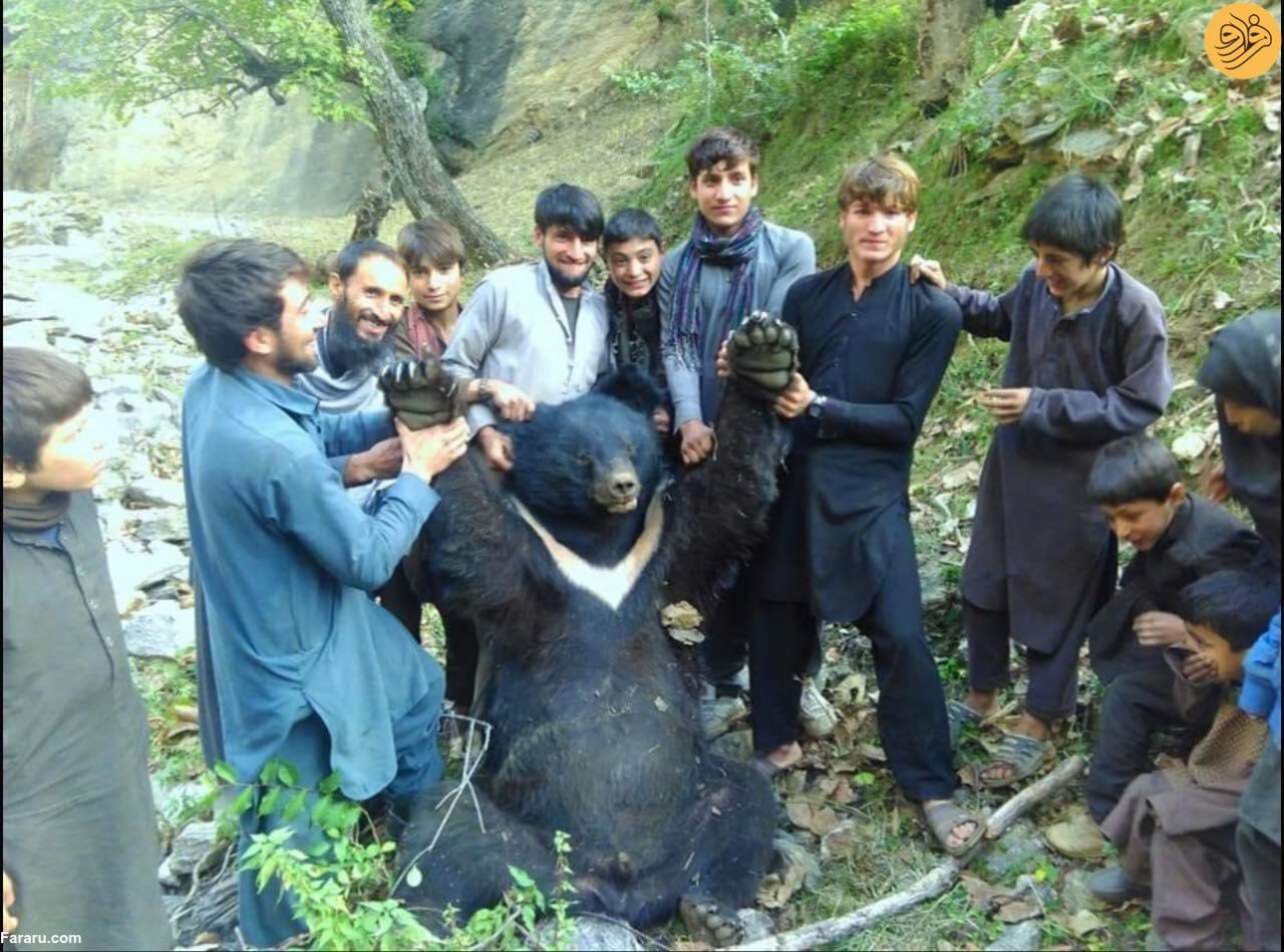 قاب غم‌انگیز از خرسی زیبا در اسارت اهالی نورستان