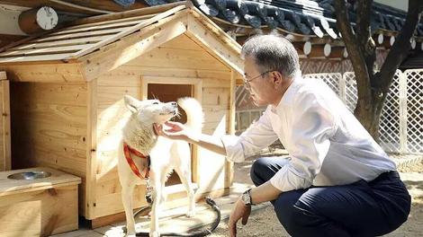 جنجال سگ‌های هدیه رهبر کره‌شمالی در کره‌جنوبی