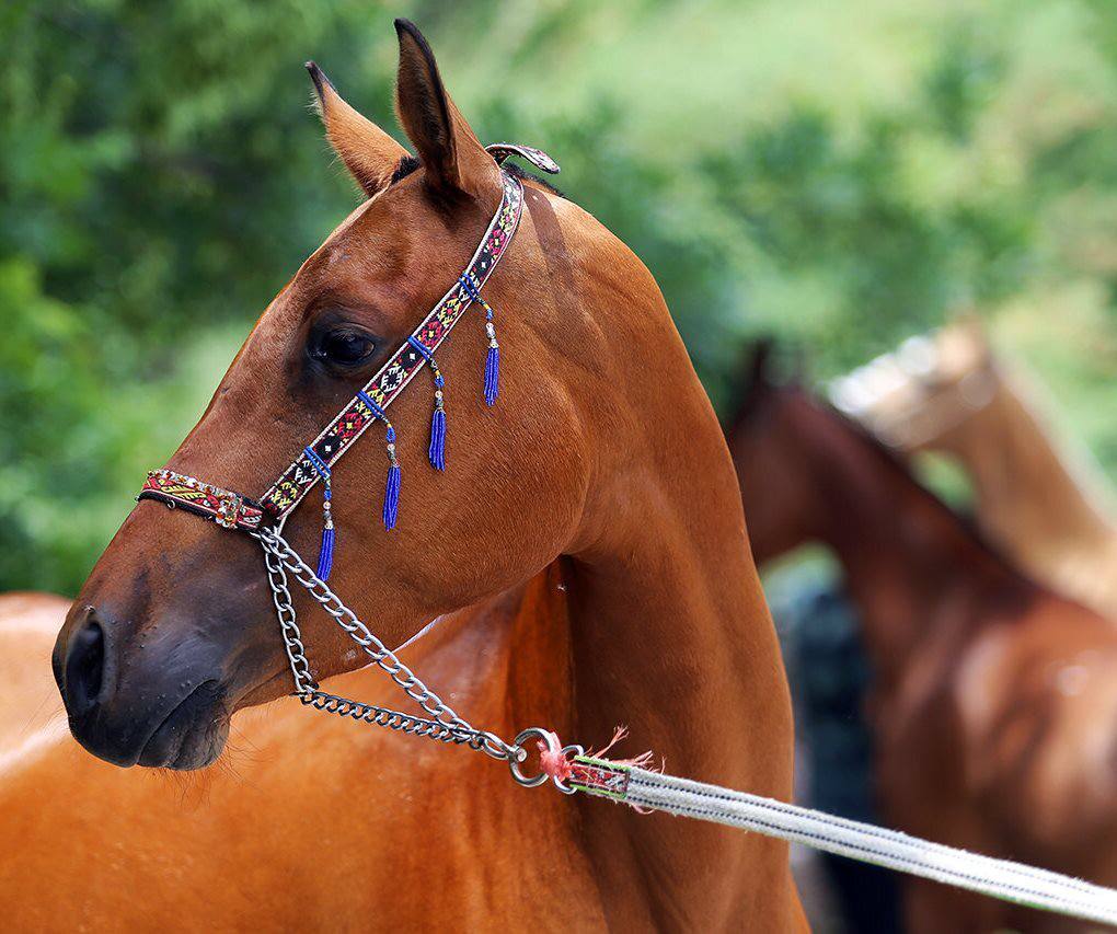 پشت پرده علت تلف شدن ناگهانی 11 اسب در یزد 
