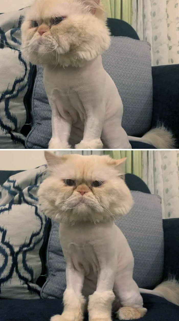 animal-haircut-fails-214-64a3d2a86ae67__700