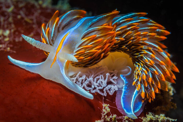 قاب‌های شگفت‌انگیز از دنیای زیر آب