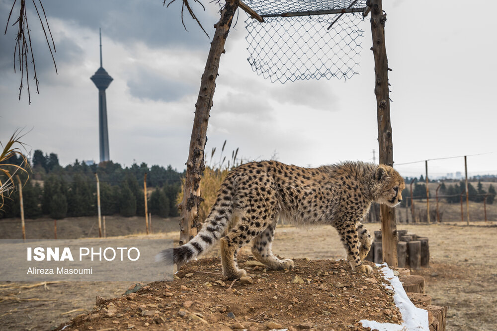 تصاویر نادر از ۸ ماهگی پیروز، یوزپلنگ ایرانی