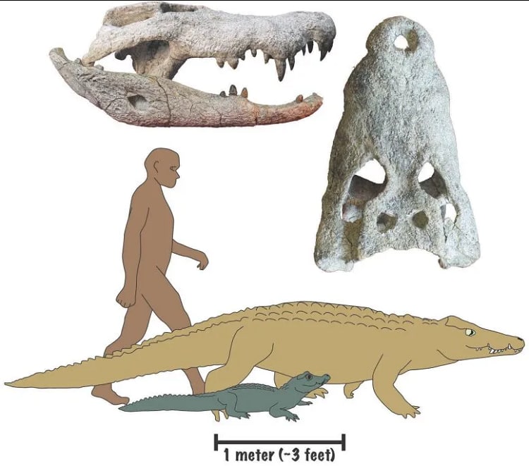 کشف کروکودیلِ آدمخوار ۱۸میلیون ساله!