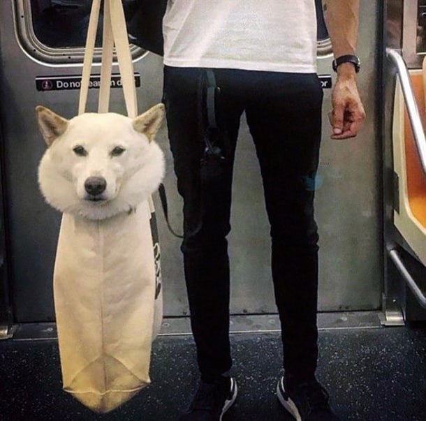 تصاویری خنده‌دار از سگ‌ها در مترو نیویورک