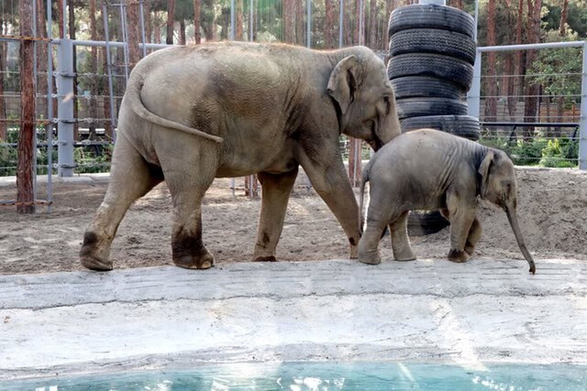 بالاخره «مایسا» بچه فیل باغ‌وحش ارم پدرش را دید