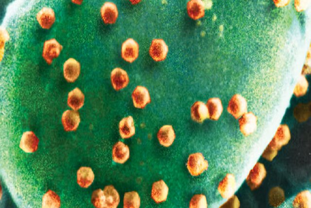 کشف شگفت‌انگیز اولین موجودی که ویروس می‌خورد