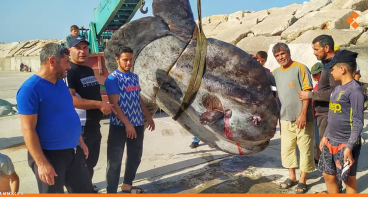 صید ماهی غول‌پیکر از سواحل سوریه