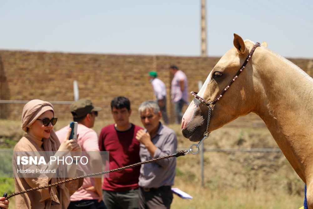 قاب‌های دیدنی از اسب اصیل ترکمن