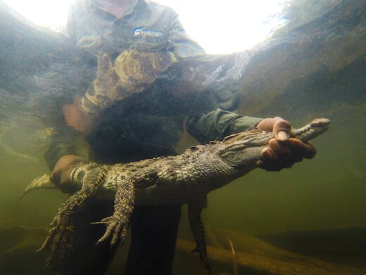 بازگشت کمیاب‌ترین تمساح دنیا به حیات‌وحش