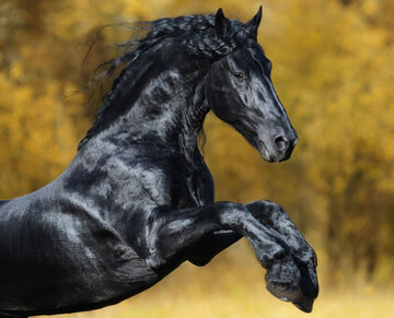 زیباترین اسب جهان که هوش از سرتان می‌برد