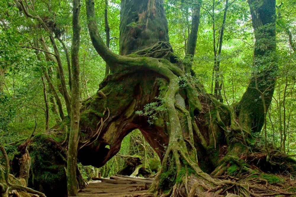 تصاویر نایاب از قدیمی‌ترین جنگل‌های جهان