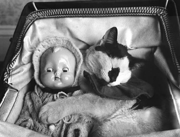 این عکس‌های قدیمی ثابت می‌کنند که گربه‌ها همیشه محبوب بوده‌اند