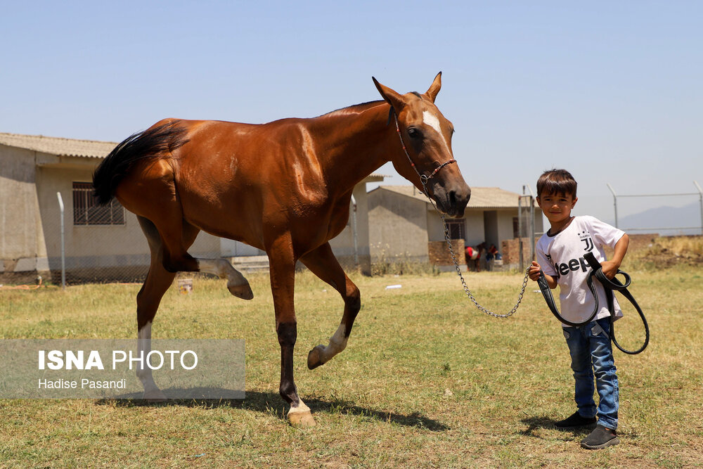 قاب‌های دیدنی از اسب اصیل ترکمن