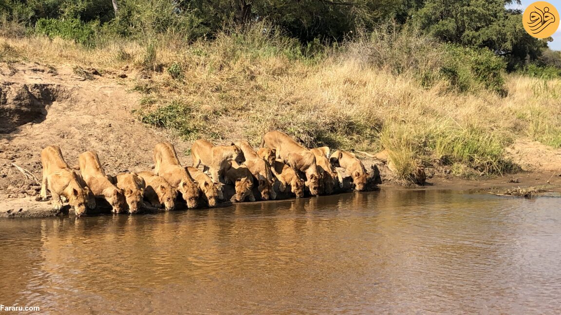 تصاویر جالب و دیدنی از ۲۰ شیر در حال نوشیدن آب