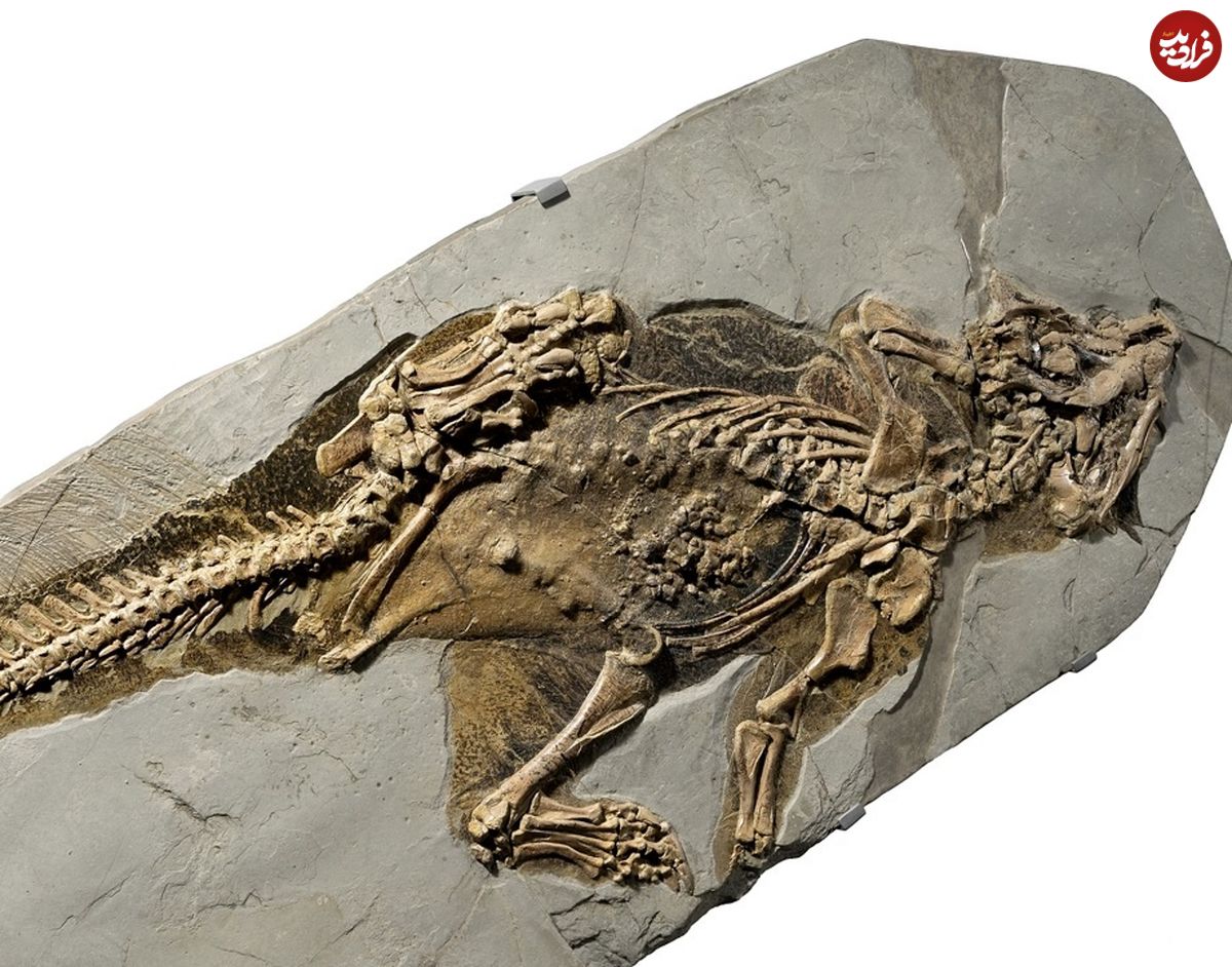 کشف جالب ناف دایناسور در فسیل ۱۳۰ میلیون ساله