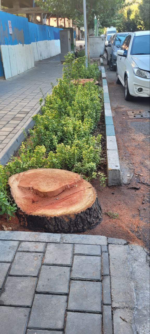 در بلوار کشاورز تهران، یک درخت قطور را کشتند
