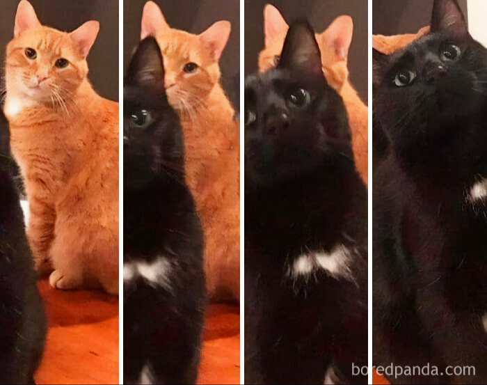 تصاویر این گربه‌های پشمالو، امروز را برایتان روز خاصی می‌کند