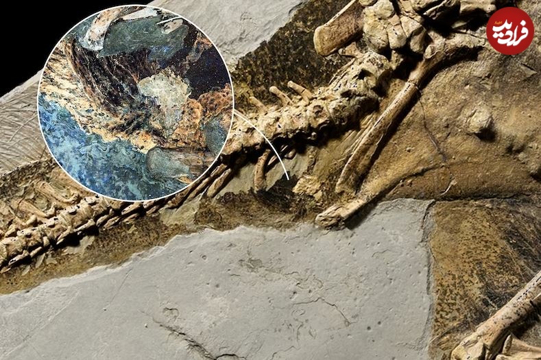 کشف جالب ناف دایناسور در فسیل ۱۳۰ میلیون ساله