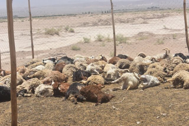 گرگ‌های گرسنه 130 گوسفند یک گله‌دار را دریدند