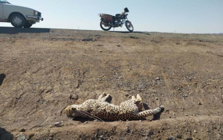 عکسی غم‌انگیز از جان دادن یوزپلنگ ایرانی در جاده