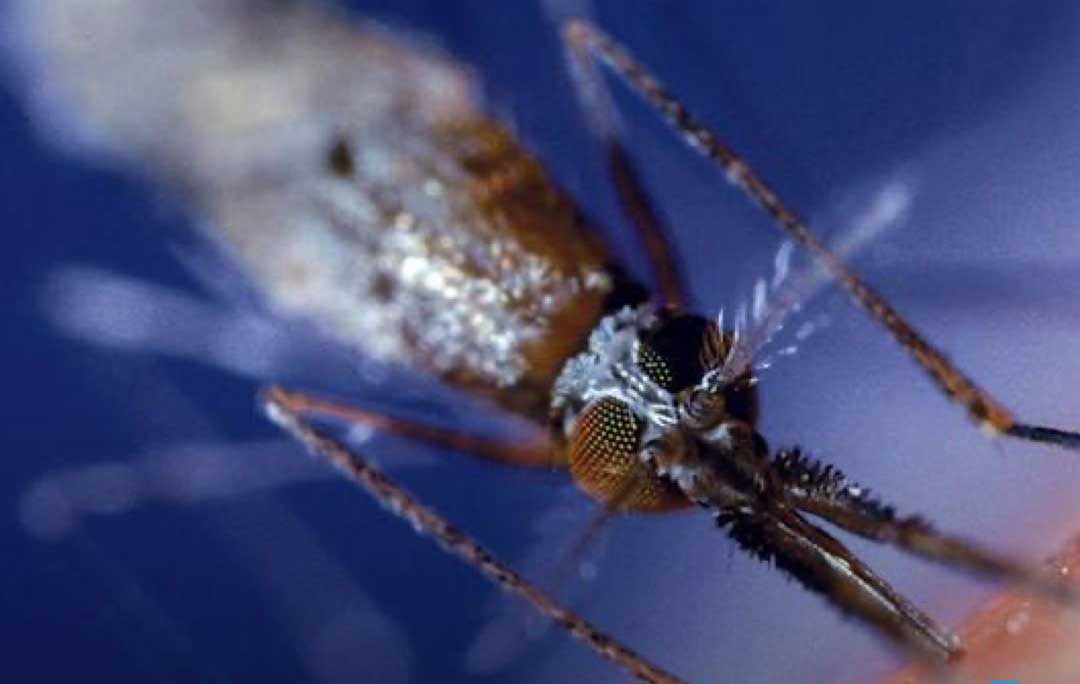 چرا پشه‌ها فقط بعضی افراد را نیش می‌زنند؟