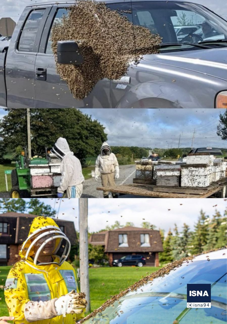 فرار میلیون‌ها زنبور عسل از یک کامیون خبرساز شد 