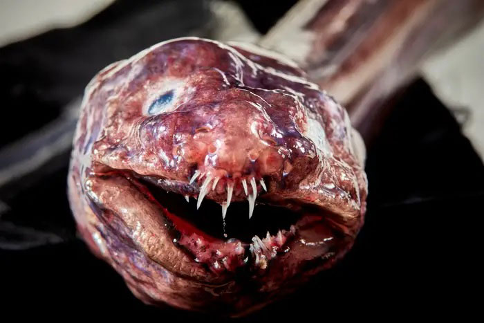 تصاویری از ترسناک‌ترین موجودات دریایی در اعماق اقیانوس