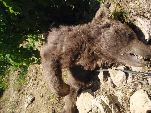 یک خرس قهوه‌ای دیگر در کشور کشته شد