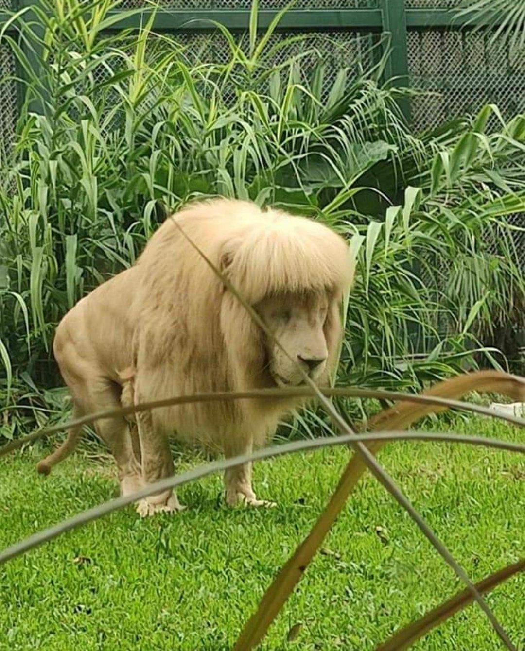 تعجب مردم جهان از قیافه این شیر در باغ‌وحش