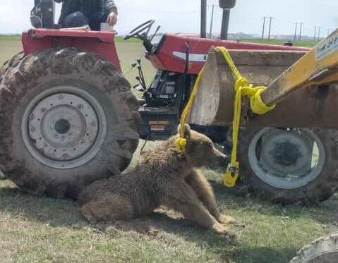 تصویری تکان‌دهنده از یک خرس قهوه‌ای در اردبیل