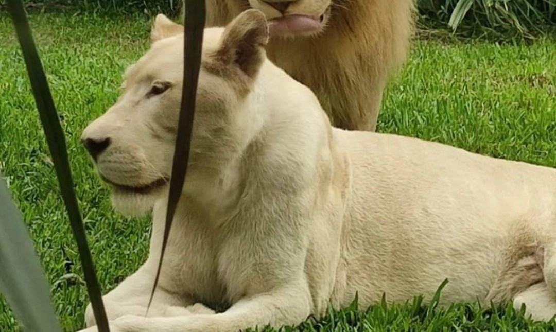 تعجب مردم جهان از قیافه این شیر در باغ‌وحش