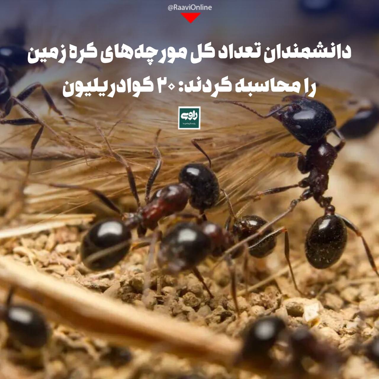 دانشمندان تعداد مورچه‌های زمین را محاسبه کردند!