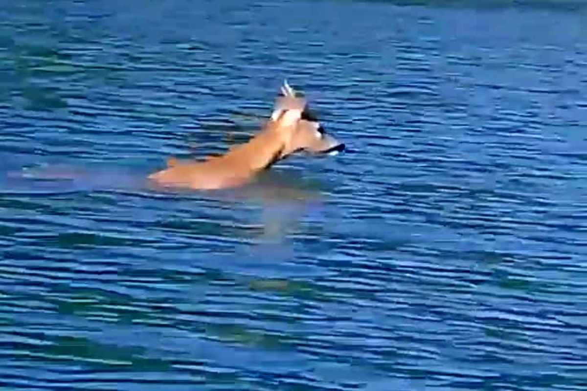 ویدئویی تماشایی از شنای «شوکا» در آب‌های گیلان