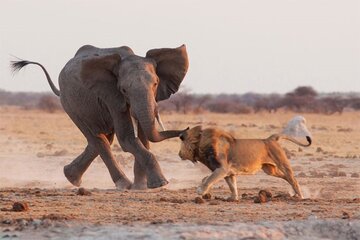 رفتار عجیب فیل مادر پس از مرگ بچه‌اش 