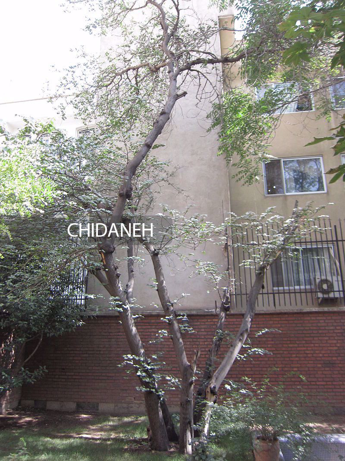 معروف‌ترین درخت تهران کجاست؟