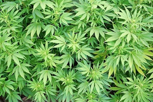 کشف مزرعه ماریجوانا در جزیره مرموز ایرانی