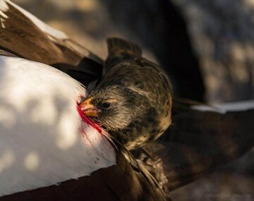 پرنده کوچکی که از خون دیگران تغذیه می‌کند!