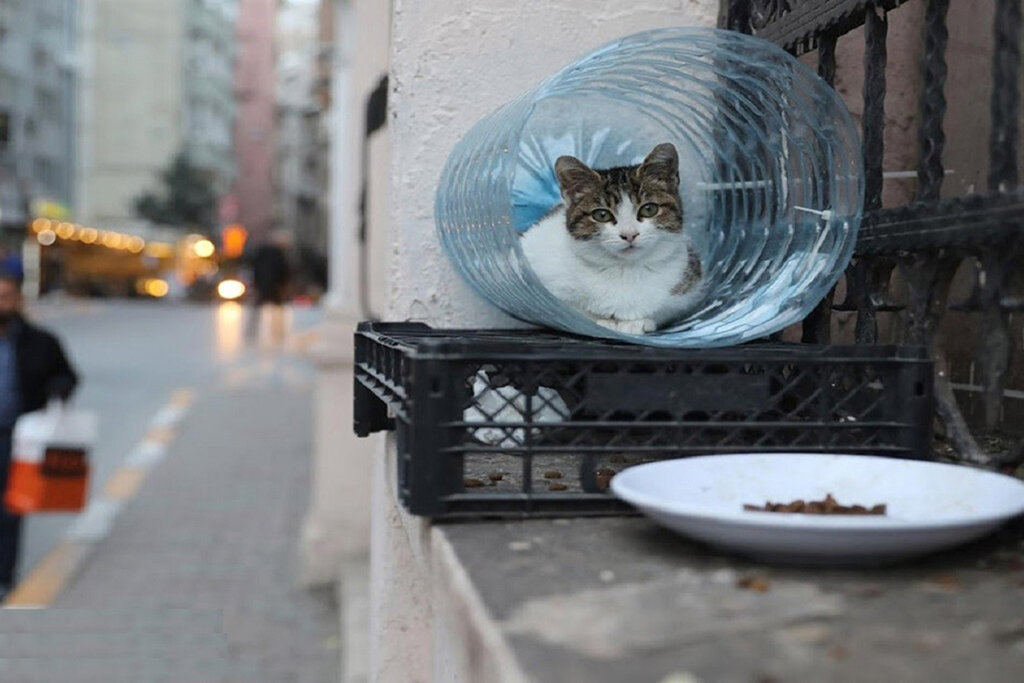 روایت جالب یک طلبه از کمک به حیوانات شهری 
