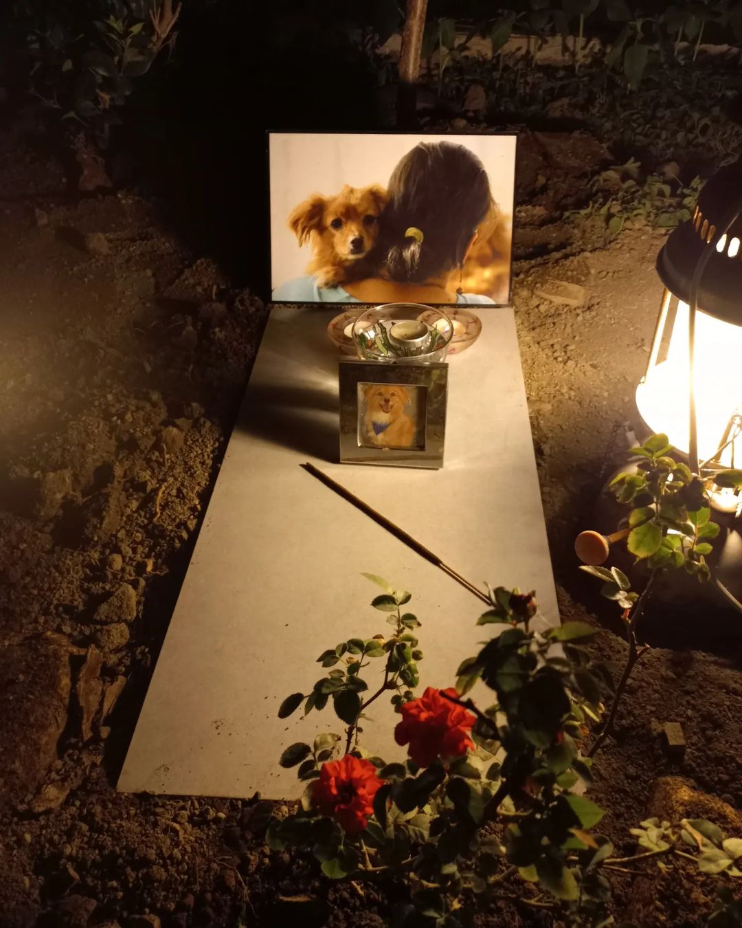 مراسم خاکسپاری غم‌انگیز سگ باوفای خانم بازیگر 