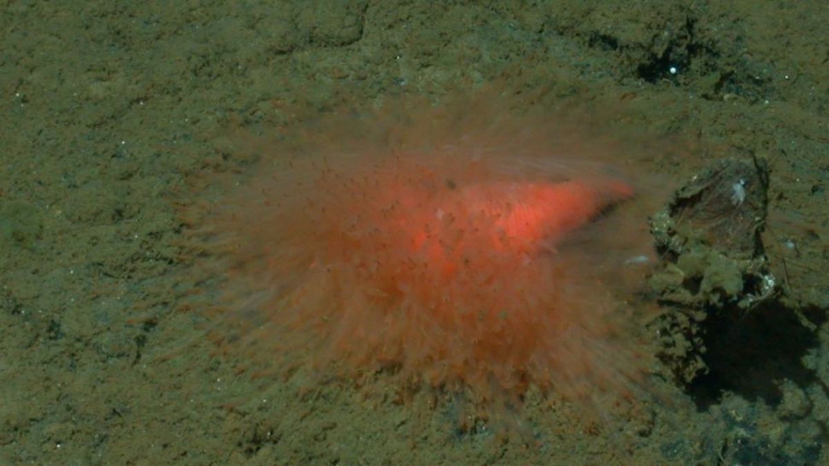 کشف یک موجود دریایی فوق‌العاده عجیب در دریا