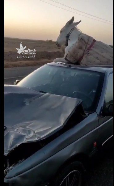 اتفاق عجیب در تصادف یک الاغ با خودروی ایرانی