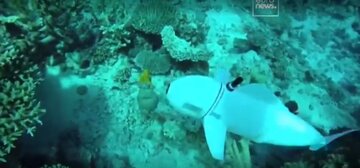 یک ماهی متفاوت، رباتی برای نجات دریا 
