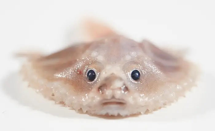 تصاویری از ترسناک‌ترین موجودات دریایی در اعماق اقیانوس