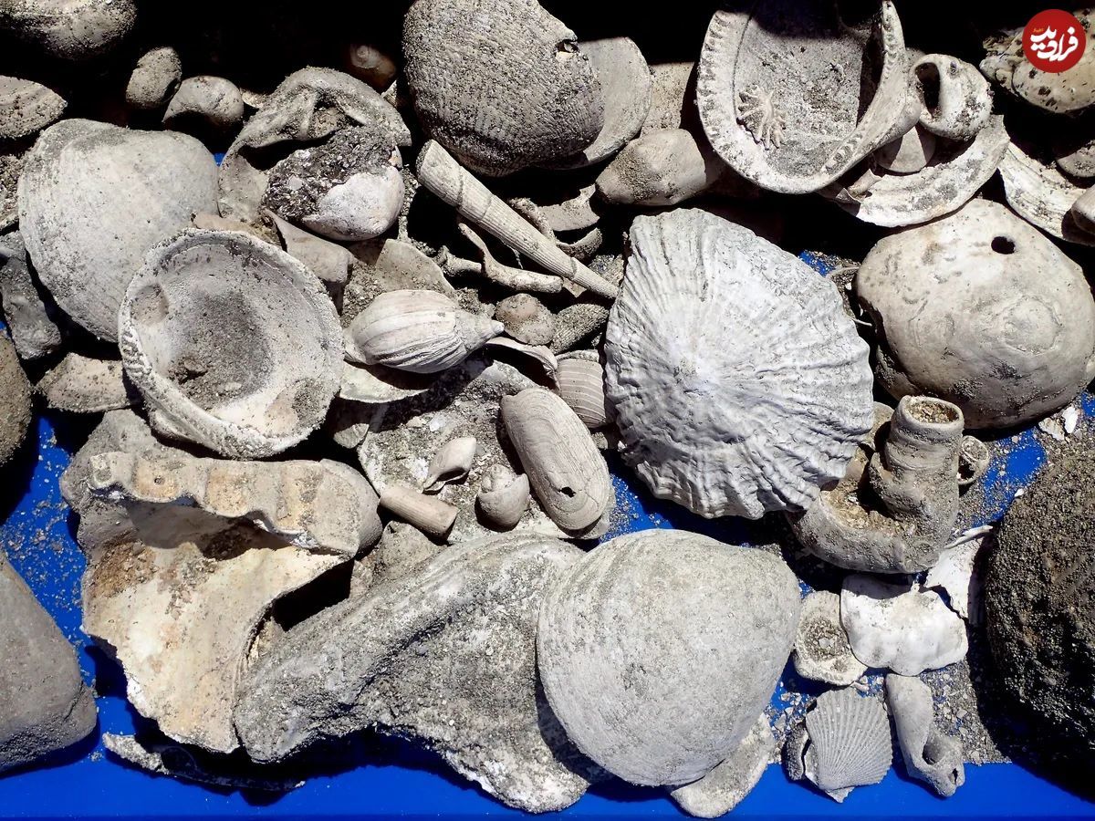 کشف گنجینۀ طبیعی سه میلیون ساله در حین حفاری فاضلاب