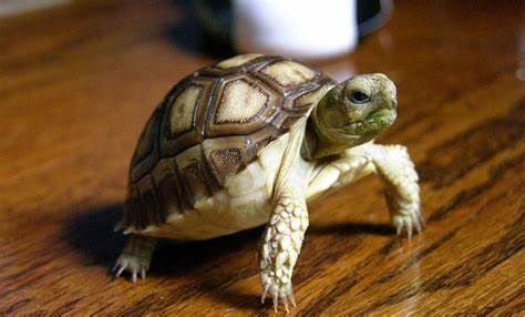 ببینید: سیلی زدن بامزه یک لاکپشت عصبانی به هم‌نوعش!