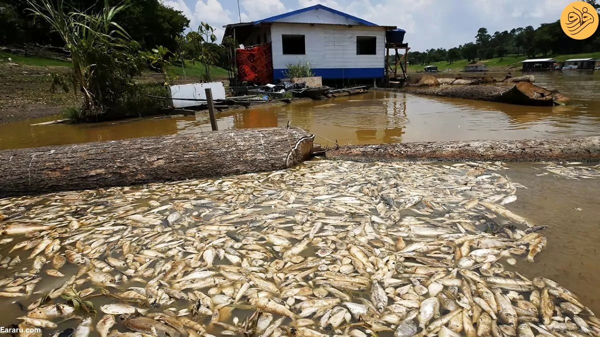  تصاویر دلخراش از مرگ هزاران ماهی در آمازون