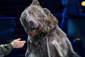 حمله دلهره‌آور خرس به مربی خود در سیرک