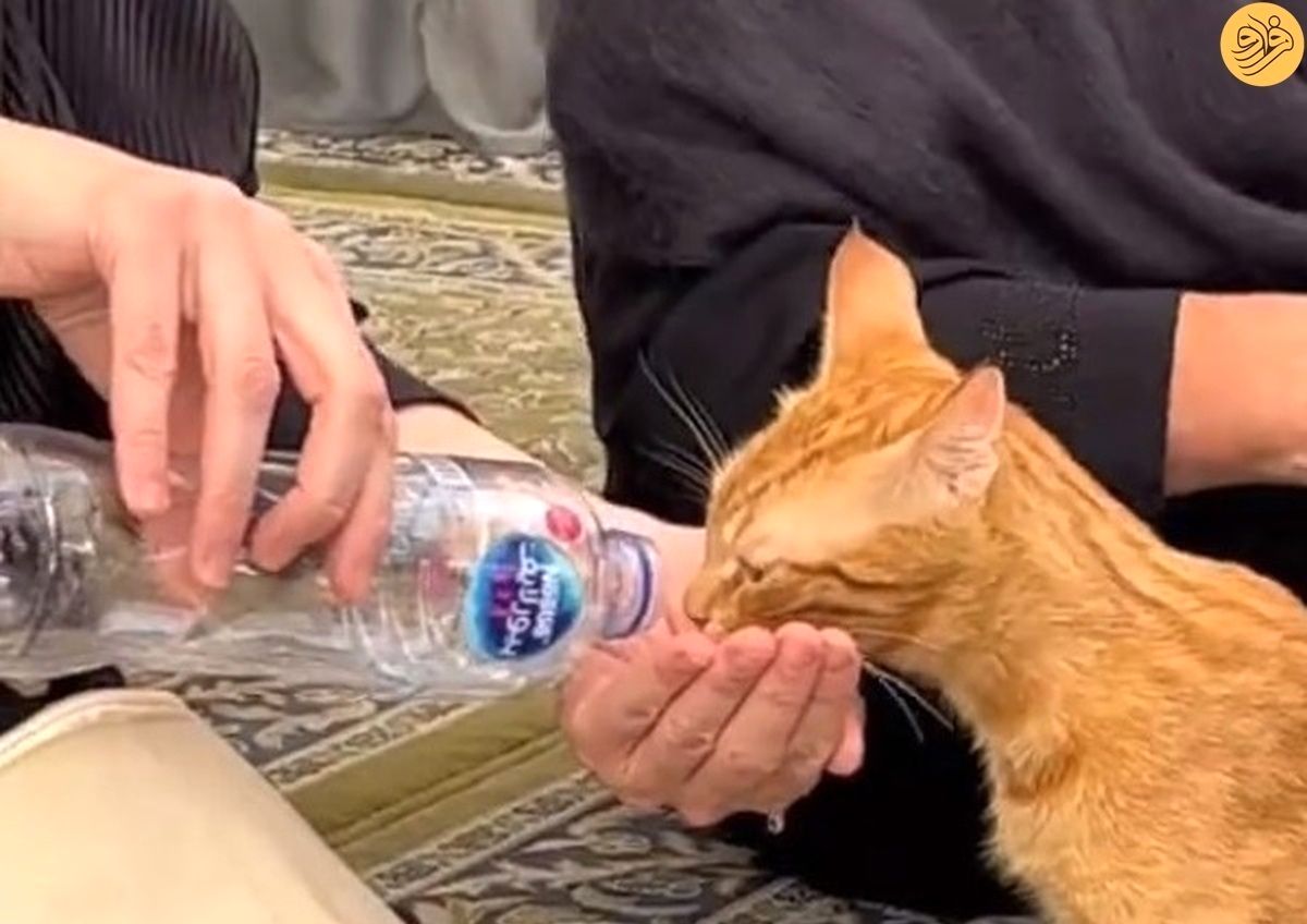 اقدام تحسین برانگیز زن جوان با گربه در مسجد 